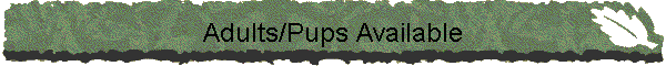 Adults/Pups Available