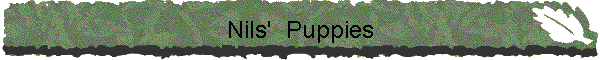 Nils'  Puppies
