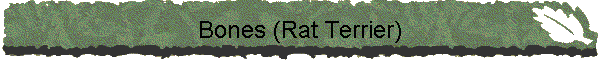 Bones (Rat Terrier)