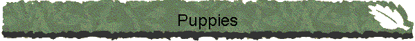 Puppies