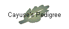 Cayuse's Pedigree