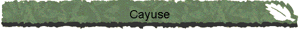 Cayuse