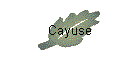 Cayuse