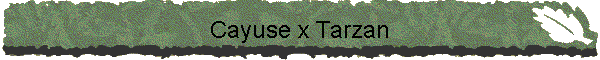 Cayuse x Tarzan