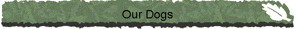 Our Dogs