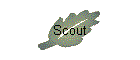 Scout
